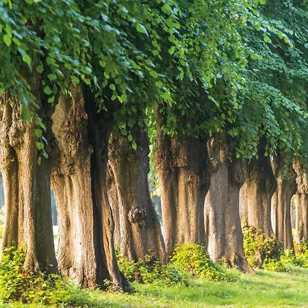 Nahe Ostsee Und Wald Ferienhaus Neubukow
