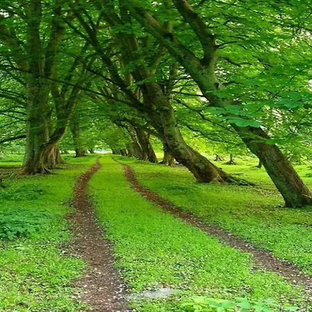 Nahe Ostsee Und Wald *