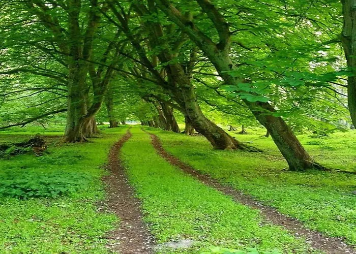 Nahe Ostsee Und Wald *